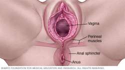 pr00143-vaginal-area.jpg