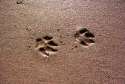 paw_prints_in_the_sand_by_mikekharper.jpg