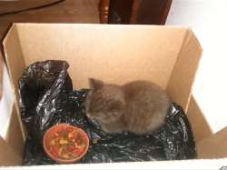 kitten.jpg
