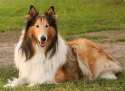 lassie.jpg