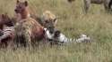hyenas eat goat alive.webm