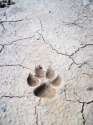 foot_prints_in_the_sand_3_by_angelfeathersstock.jpg