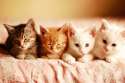 kittens-08.jpg