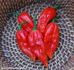 bhut_jolokia_pepper.jpg