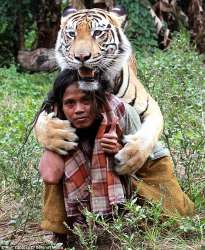 tiger.jpg