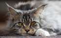 cute-maine-coon-cat-eyes-hd-new-wallpapers-wide-desktop-images.jpg