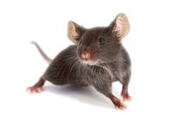 mice.jpg