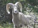 big-horn-sheep-23738297_111574_ver1.0_320_240.jpg