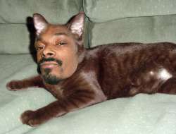 snoop cat.jpg