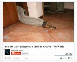 most dangerous snakes.jpg