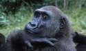 Gorillas_7.31.2012_Our_closest_cousins_HI_105193.jpg