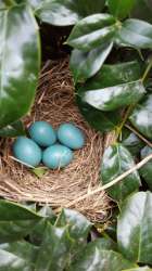 Cool bird eggs.jpg