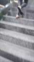01stairswebm.webm