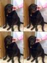 doggohorrifyingnews.jpg