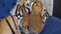 Domestic tiger.webm