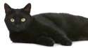 cat-black-superstitious-fcs-cat-myths-162286659[1].jpg