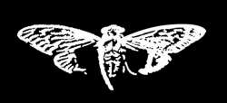 666_cicada.jpg