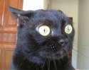 spooked black cat damn.jpg