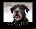 cocaine_dog.jpg