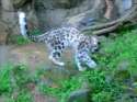 keaIJjr.webm