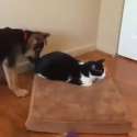 tyhv0t1.webm
