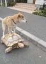 they see the doger rollin....... on a turtle.gif