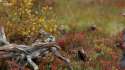 Bird fight.webm