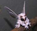 furry moth.jpg