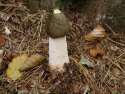07 Fungi - Phallus Impudicus October.jpg