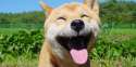 O-HAPPY-DOG-DAY-OF-HAPPINESS-facebook.jpg