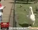 PelicanLecter.webm