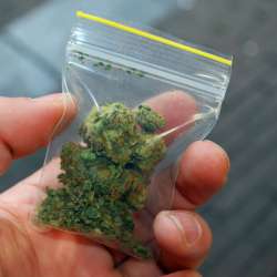 how-to-get-job-in-weed-insutry--e1426875182182.jpg