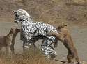 Zebra costume.jpg