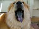 spotted_tongue__sleepy_puppy_by_neo_pangea.jpg