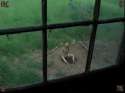 insex - 20020724 - Barn 49 (Farmed Out) (49) - digging her own hole gardening - 01.webm