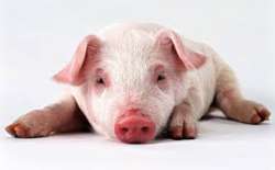PIG.jpg