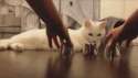 Kitty knows where his ball is!.gif