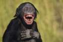 laughing-bonobo-360x240.jpg