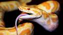 high-quality-snake-wallpapers-cool-desktop-background-images-widescreen.jpg