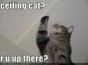 funny-pictures-cat-talks-to-ceiling.jpg