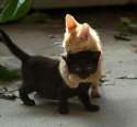 kitten-hugs.jpg