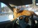 Cat Drive.jpg