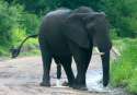 Elephant,_Selous_Game_Reserve.jpg