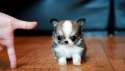 tiny3.jpg