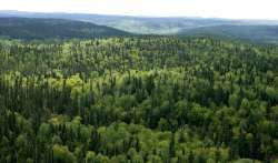 BOREAL FOREST 4.jpg