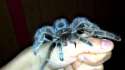 1463429587198.webm