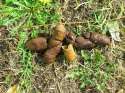 Feces_de_can_(dog).jpg