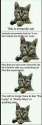 Immunity_cat_i_know_its_old_but_i_thought_it_70f32d_5634998.jpg