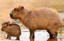 capybara-family_15762686447_f9f8a0684a_o.jpg
