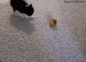 funny-gif-cat-toy-force-field.gif